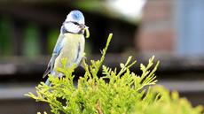 Blaumeise_mit_Futter (23).jpg